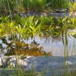 Gartenteich